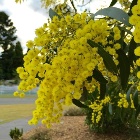 Australia's floral emblem Acacia pycnantha in full flower @AustralianBG Acacia Pycnantha, Farm Landscaping, Australian Wildflowers, Australian Native Plants, Australian Native, Native Plants, In The Heights, Wild Flowers, Grapes