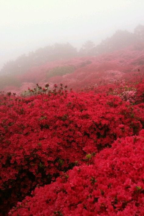 Character Moodboard, Nagasaki Japan, Beautiful Tumblr, Photography Flowers, Nagasaki, Flower Field, Inspirational Pictures, Beautiful World, Mother Nature