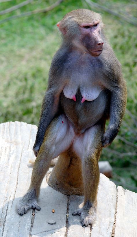 Female Hamadryas Baboon Need Some Sleep, Mandrill, Baboon, Bad Timing, Koala Bear, Beautiful Animals, Animals Beautiful, Koala, Sleep