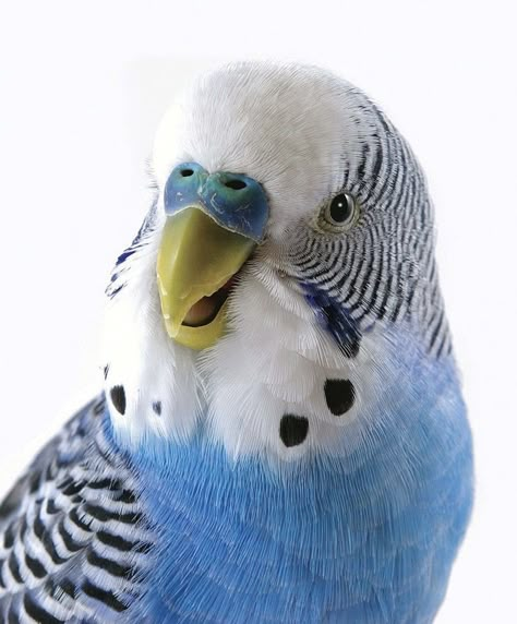 Cute Parakeet, Budgie Art, Budgerigar Bird, Budgies Parrot, Animal Expressions, Bird Collar, Blue Budgie, Birds Images, Parakeet Bird