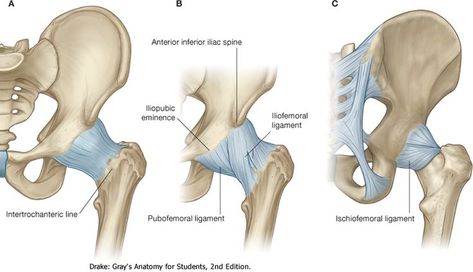 Hip Joint:Anatomy,Movement & Muscle involvement » How To Relief Anatomy Movement, Hip Anatomy, Joints Anatomy, Tensor Fasciae Latae, Femoral Nerve, Gastrocnemius Muscle, Pelvic Girdle, Pelvic Bone, Anatomy Bones