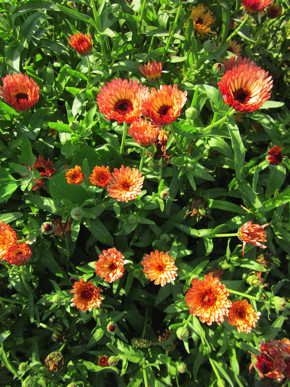 Zeolights Calendulas Calendula Seeds, Pot Marigold, Yellow Petals, Yellow Plants, Calendula Flower, Community Garden, Plant Spacing, Annual Flowers, Creative Gardening