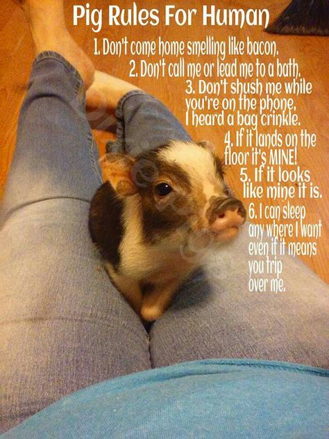 Pig rules for human #pet #minipiggy #pig #piggy #minipig Pet Pigs Indoor, Mini Pig Care, Mini Pig Pet, Juliana Pigs, Kunekune Pigs, Pig Hooves, Potbelly Pigs, Pig Facts