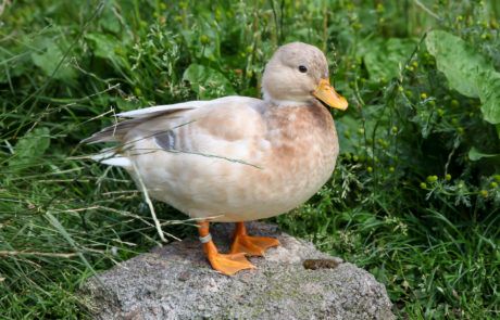 Call Ducks Exeter | Call Ducks Devon | Pale Farm Call Ducks, Call Duck, Cute Ducklings, Backyard Poultry, Future Farms, Hatching Eggs, Mini Farm, Mallard Duck, Exeter