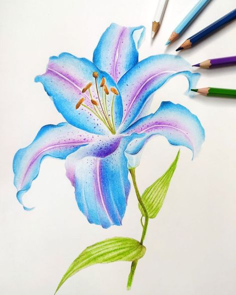 Lily Flower Drawing Color Pencil, Pencil Colour Painting Ideas, Flower Coloured Pencil Drawing, Colored Flower Drawing, Pencil Crayon Flowers, Pencil Colour Flowers, Colouring Flowers With Pencils, Colored Pencil Drawing Flowers, Pencil Color Flower Drawing