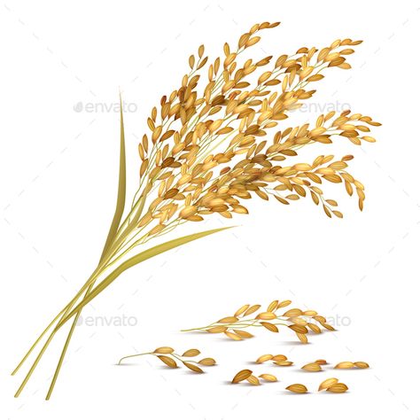 Rice ears and grain with harvest and agriculture symbols realistic vector illustration Grain Illustration, Wheat Drawing, Rice Plant, Rice Paddy, Simple Iphone Wallpaper, Rice Grain, Plant Drawing, Plant Illustration, Arte Floral