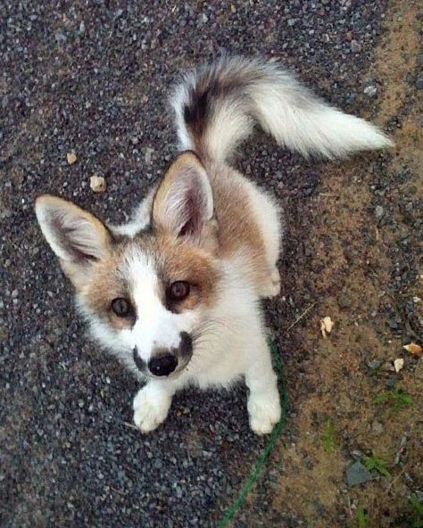 Canadian Marble Fox Fox Breeds, Fox Pictures, Foxes Photography, Pet Fox, Pretty Animals, Silly Animals, Fluffy Animals, Cute Animal Photos, Cute Creatures