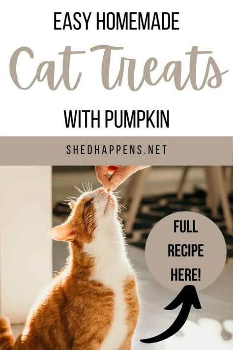 Homemade Cat Treats Easy, Pumpkin Cat Treats, Diy Cat Treats Recipes, Cat Treats Recipes, Homemade Cat Treats Recipes, Diy Cat Treats, Homemade Cat Treats, Diy Cat Food, Catnip Treats