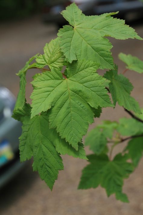 Douglas Maple (Acer glabrum), Pacific northwest native tree Douglas Maple Tree, Clackamas Oregon, Acer Garden, Fall Leaves Tattoo, Tree Seeds, Maple Tree, Japanese Maple, Deciduous Trees, Leaf Tattoos