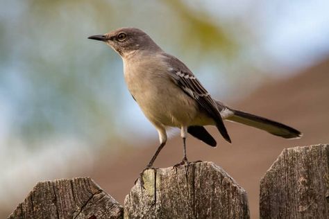 Crow Images, Birds Eggs, Feather Meaning, Gray Jay, Night Meaning, Egg Photo, Spiritual Attack, Native American Traditions, Common Birds