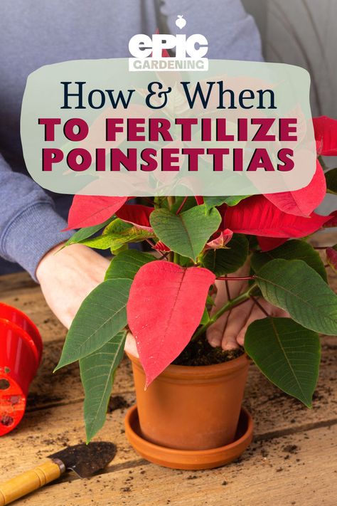 Red Poinsettia being potted and fed fresh fertilized soil in a ceramic pot Houseplants Low Light, Winter Gardening, Houseplant Care, Thriving Garden, Flower Pots Outdoor, Potted Houseplants, Bountiful Harvest, Healthy Garden, Outdoor Flowers