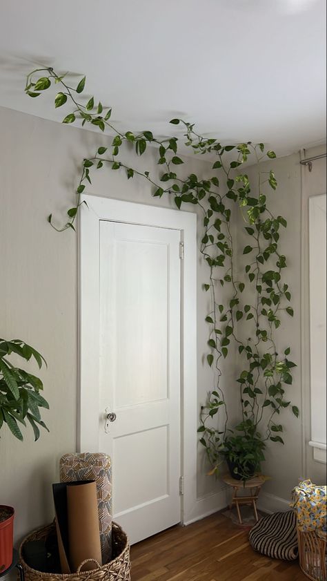 Pathos On Wall, Green Wall Living Room Plants, Pothos Bedroom Decor, Hanging Pathos On Wall, Pothos Plant Wall Decor, Viney Indoor Plants, Pothos Wall Decor, White Room With Green Plants, Vines In Kitchen