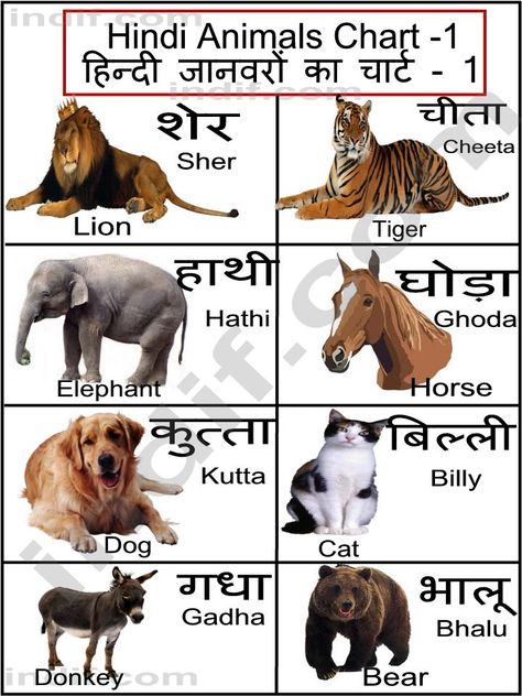 Hindi terms for a few common animals Animals Meaning, Animal Chart, Hindi Alphabet, Sanskrit Language, Hindi Language Learning, Learn Hindi, Hindi Worksheets, Hindi Books, Desert Animals