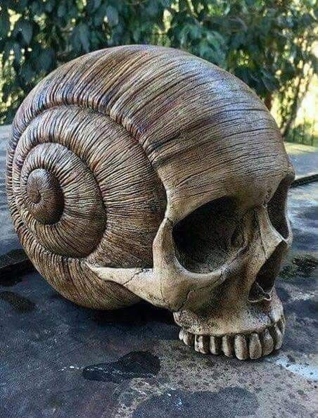 Shell Sculpture, Snail Shell, Human Skull, Bone Carving, Crystal Skull, 영감을 주는 캐릭터, Skull And Bones, Pics Art, Funny Pics