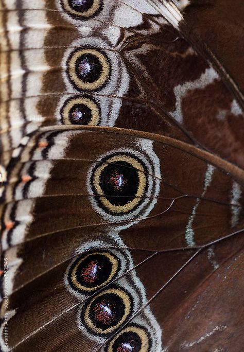 A macro shot of the wings of an Owl Butterfly. Owl Butterfly, Macro Photography Insects, Strange Magic, Papillon Butterfly, Moth Wings, Insect Wings, Ghost Photography, Free Nature, Art Apps