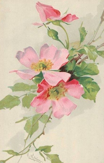 Eglantine Catherine Klein, Illustration Botanique, 수채화 그림, Images Vintage, China Painting, Rose Art, Rose Painting, Arte Floral, Flower Illustration