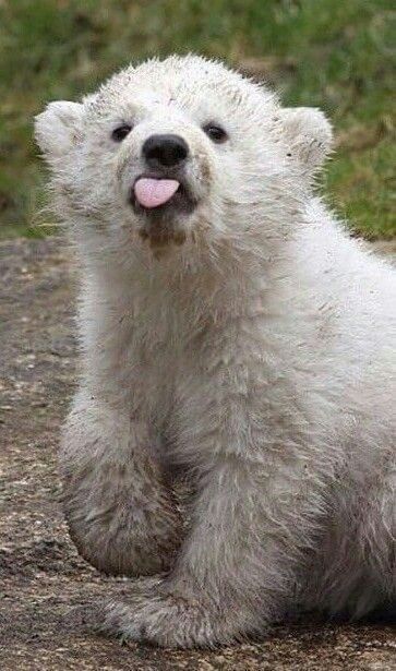 Cute Polar Bear Pictures, Polar Bears Cute, Funny Polar Bear, 300x300 Pictures, Bear Cub Cute, Pola Bear, Polar Bear Funny, Bear Tumblr, Polar Bear Cubs