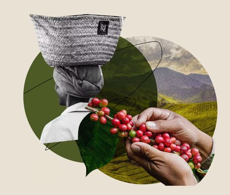 4 Ways Nespresso Has Committed To Sustainability Growing Coffee, Retirement Savings Plan, Pod Coffee Machine, Coffee History, Coffee Industry, Coffee Brand, Coffee Farm, Premium Coffee, Coffee Capsules