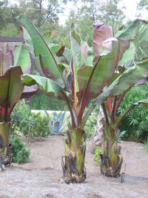 Abyssinian Red Ornamental Banana Plant - Just Fruits and Exotics Sago Palm Tree, Growing Calendar, Banana Trees, Banana Plant, Sago Palm, Banana Plants, Banana Tree, Plant Guide, Edible Landscaping