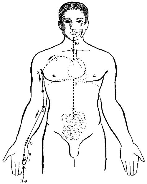 Acupuncture.Com - Education - Theory - Heart Meridian Heart Meridian, Meridian Acupuncture, Old Medicine, Meridian Points, Wellness Store, Medicine Book, Healing Arts, Improve Memory, Student Studying