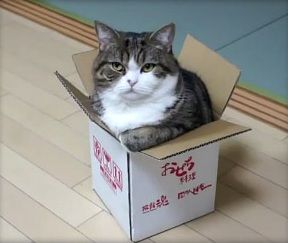 Maru-- I need to go on a diet... Funny Cat Compilation, Cat Box, Cat Behavior, Funny Cat Videos, Video Chat, Crazy Cat Lady, Cat Gif, Cat Photo, Crazy Cats