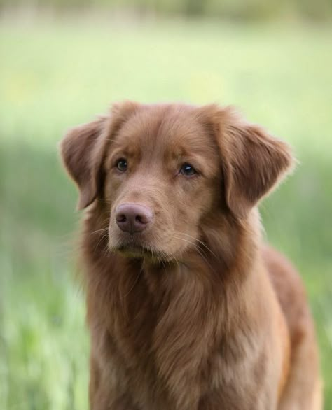 Brown Dog Aesthetic, Brown Golden Retriever, Brown Retriever, Toller Dog, Ginger Dog, Perros Golden Retriever, Brown Dogs, Hairless Dog, Nova Scotia Duck Tolling Retriever