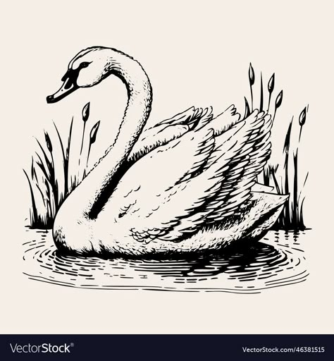 Swan Vector, Swan Drawing, Swans Art, Realistic Sketch, Vintage Illustration Art, Water Drawing, White Swan, A Pond, T Art