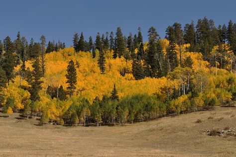 Kaibab National Forest (Jacob Lake, AZ): Top Tips Before You Go - TripAdvisor Arizona History, Tree Growth, Park Forest, Northern Arizona, Blue Spruce, The Grand Canyon, North South, Mellow Yellow, Outdoor Life