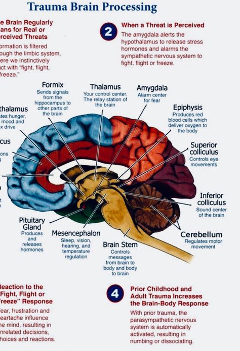 After trauma different functions of the human brain School Wellbeing, Neuro Anatomy, Brain Notes, Mindfulness Books, Body Connection, Brain Facts, Limbic System, Emdr Therapy, Brain Anatomy