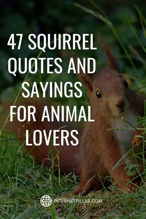 47 Squirrel Quotes and Sayings for Animal Lovers - #quotes #bestquotes #dailyquotes #sayings #captions #famousquotes #deepquotes #powerfulquotes #lifequotes #inspiration #motivation #internetpillar Feed The Birds Quotes, Squirrel Sayings Funny, Squirrel Sayings, Chipmunk Pictures, Funny Squirrel Quotes, Squirrel Quotes, Squirrel Humor, Grey Squirrel, Squirrel Puns