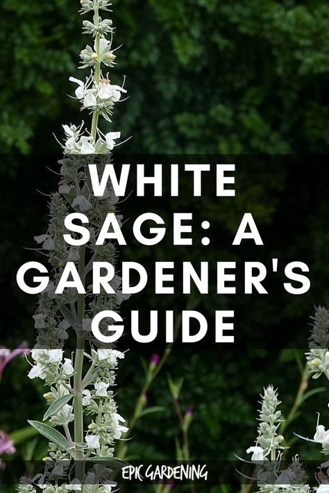 White Sage Plant: A Gardener's Guide White Sage Plant, Garden Landscaping Backyard, Witchy Garden, Tattoo Plant, Sage Plant, Herb Gardening, Witch Garden, Gothic Garden, Magical Herbs