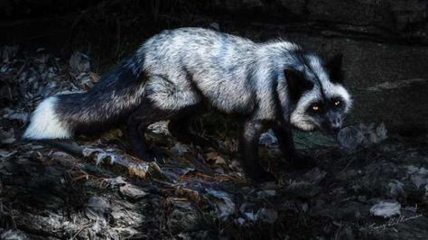 everythingfox: Silver Fox, emphasis on silver. This is... | Dreaming In blue | Bloglovin’ Fox Photo, Oc Pokemon, Fox Pictures, Silver Foxes, Pet Fox, Rare Animals, Pretty Animals, Wild Dogs, Wolf Dog