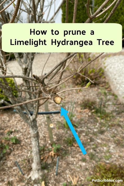 Pruning a Limelight Hydrangea Tree: When and How to Prune. Five things to do. Has tons of helpful photos. Also addresses top-heavy flowers and explains new growth versus old wood. A great guide! Pruning Hydrangea Tree, Hydrangea Tree Care, Hydrangea Support, Pruning Limelight Hydrangeas, Hydrangea Tree Landscaping, How To Prune Hydrangea Tree, When To Trim Limelight Hydrangea, How To Prune A Hydrangea Bush, Limelight Hydrangea Landscaping