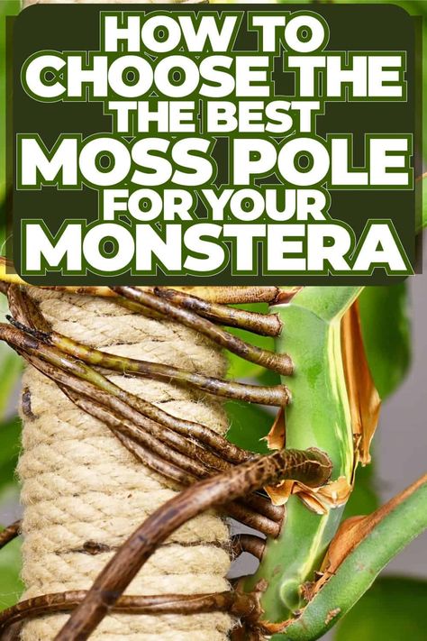 How To Choose The Best Moss Pole For Your Monstera Monstera Care, Types Of Moss, Thai Constellation, Moss Pole, Coco Coir, Sphagnum Moss, Plant Diseases, Plant Guide, Root Growth