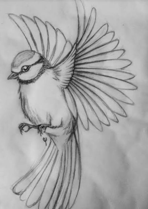 Flying Bird Drawing, Tracing Art, Animal Sketch, Bird Sketch, Art Sketches Doodles, Best Drawing, Art Sketches Pencil, Art Drawings Sketches Pencil, Bird Silhouette