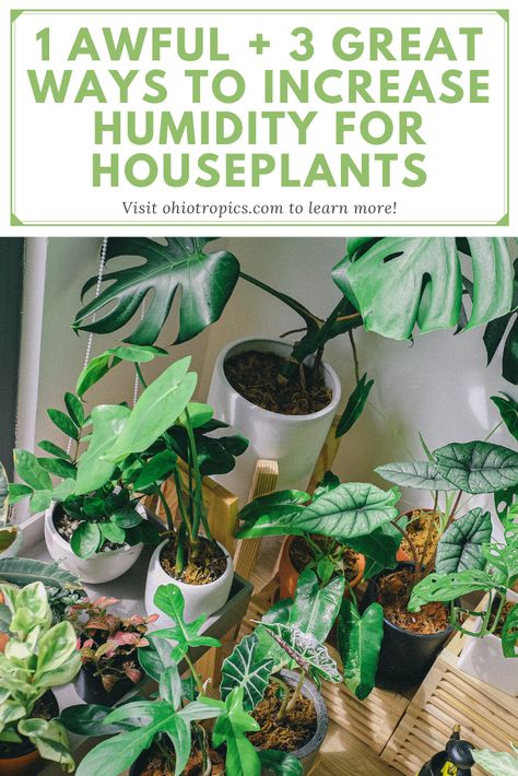 Increase Humidity For Plants, How To Increase Humidity For Plants, Humidity Loving Houseplants, Humidity Tray For Plants, Humidity Plants, Indoor Plants Ideas Decor, Indoor Plant Ideas, Easy Houseplants, Houseplant Tips