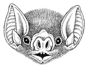 Tattoo Bat, Bats Tattoo, Hunger Games Oc, Bat Illustration, Bat Face, Bats Tattoo Design, Tattoo Drawing Ideas, Elephant Coloring, Arte Dark