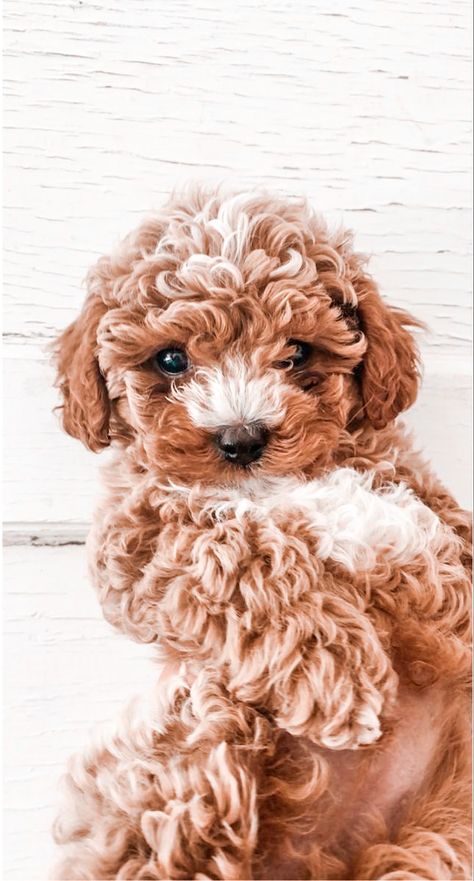 Cute Puppy Wallpaper, Cutee Animals, Super Cute Puppies, Cute Dog Pictures, Really Cute Dogs, Baby Animals Pictures, Cute Little Puppies