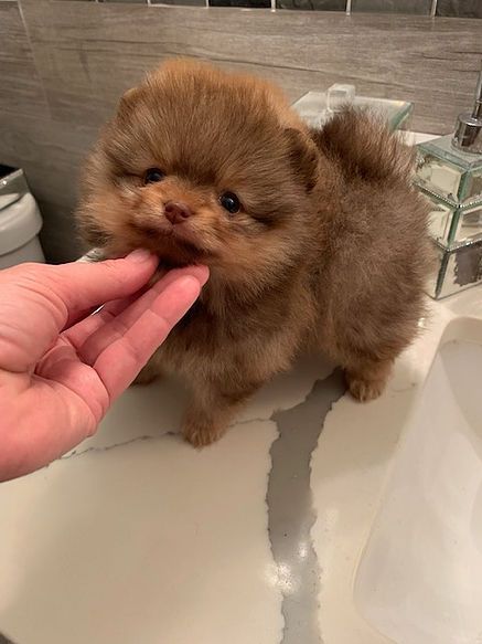 Blue And Green Eyes, Toy Pomeranian, Pomeranian Breed, Pomeranian Puppies For Sale, Pomeranian Puppy Teacup, Puppy Litter, Pomeranian Puppy For Sale, Rare Colors, Puppy Mom