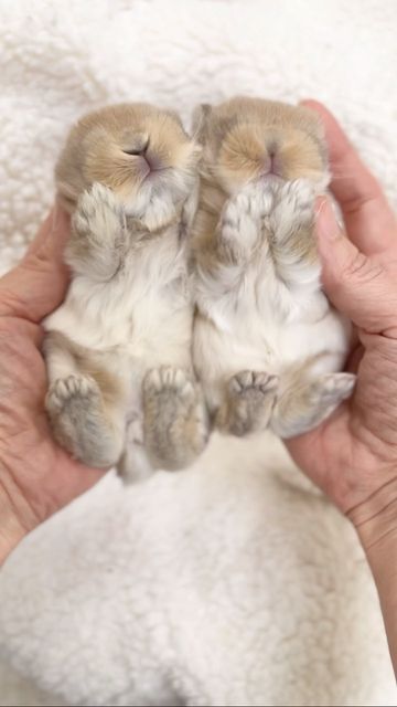 Sweet Rose Holland Lops on Instagram: "How cute are these Orange Holland Lop twins? 🧡🧡 Maisy’s Holiday Litter #hollandlopsofinstagram #hollandlopbunny #hollandloprabbit #hollandlopbunnies #bunniesofinstagram #bunniesworldwide #bunniesoftheworld #bunniesofig #bunniesofinsta #lopsofinstagram #rabbits #rabbitsofinstagram #rabbitsworldwide #rabbitsofig #petsofinstagram #petlovers #petlover #nycbunny #bunnygram #bunnylover #longislandny #nyc #westchester #brooklyn #nj #queens #connecticut" Holland Lop Bunnies, Holland Lop, Bunny Lovers, Long Island Ny, Rabbits, Connecticut, Holland, Animal Lover, Brooklyn