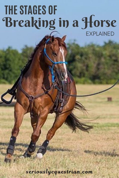 How To Train A Horse, Horse Guide, Breaking A Horse, Horse Training Ground Work, Horse Training Exercises, Horse Behavior, Training Horses, Horse Reining, Horse Exercises