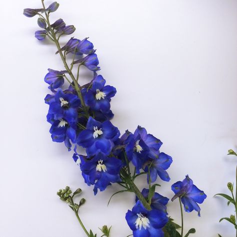 Dark Blue Hybrid Delphinium Dark Blue Delphinium, Grad Bouquet, Grad Makeup, Duck Painting, Delphinium Flowers, Dark Blue Flowers, Flower Identification, Blue Delphinium, Color Boards