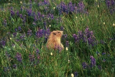 How to Get Rid of Gophers in Your Garden: 4 Ways How To Get Rid Of Gophers In Yard, Getting Rid Of Gophers, Natural Pest Control, Garden Pest Control, Yard And Garden, Game Time, Rodents, Garden Home, Pest Control