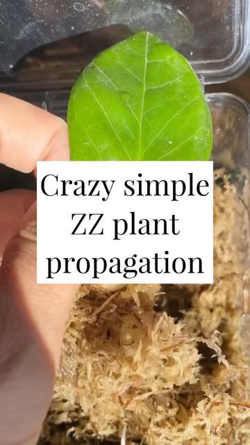 Sphagnum Moss Propagation, Mandi Gubler, Zz Plant Propagation, Tropical House Plants, Sphagnum Moss, Break Off, Plant Propagation, Zz Plant, Tropical House