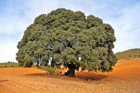 Quercus ilex (Holm Oak) Benefits Of Trees, Holm Oak, Net Storage, North Garden, Street Trees, Plants To Grow, Coastal Gardens, Stone Path, Holly Leaves