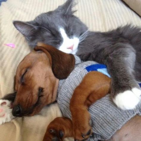 Cute Cats Pics, Animals Friendship, Weenie Dogs, Dachshund Love, Cat And Dog, Cute Animal Pictures, Sweet Animals, Animals Friends, A Cat