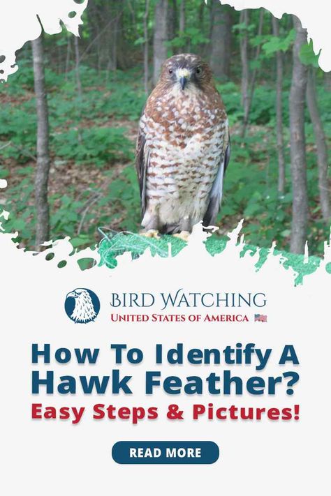 Hawk Feather Meaning, Red Tail Hawk Feathers, Types Of Hawks, Feather Identification, Hawk Feather, Feather Template, Feather Symbolism, Feather Meaning, Appalachian People