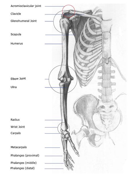 arm and shoulder  -- skeletal skeleton Skeleton Arm References, Skeleton Reference, Biology Project, Shoulder Anatomy, Bone Drawing, Arm Anatomy, Human Skeleton Anatomy, Skeleton Arm, Arm Bones