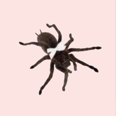 Coquette Tarantula, Coquette Spider, Lana Del Rey Beach, Cute Tarantula, Bug Icon, Spider Icon, Dolls Aesthetic, 2014 Tumblr, Southern Preppy