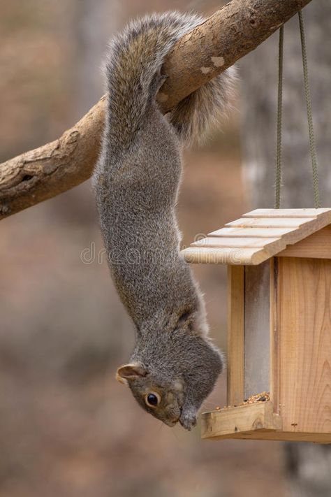 Acrobatic Gray Squirrel Hanging by Tail. Gray squirrel hanging upside down by th , #Sponsored, #squirrel, #Tail, #upside, #hanging, #Gray #ad Squirrel Eating, Gray Squirrel, Squirrel Tail, Wooden Bird Feeders, Hanging Upside Down, Gray Tree, Wild Kingdom, Cute Squirrel, Bird Seed